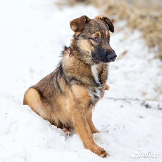 Собачка в дар