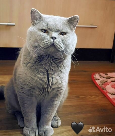 Британский кот для вязки