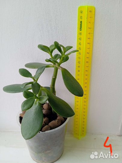 Растения комнатные цветы