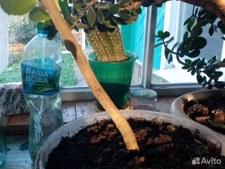 Гибискус китайская роза