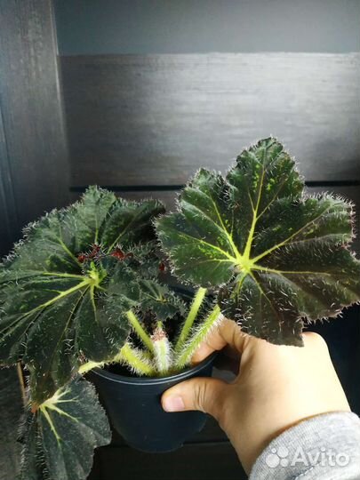 Бегония декоративно-лиственная на срез