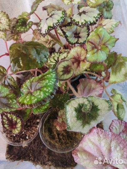 Распродажа бегоний