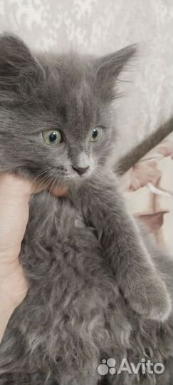 Курильский бобтейл