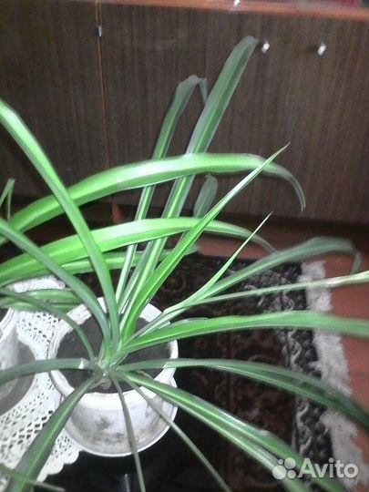 Хлорофитум зеленый