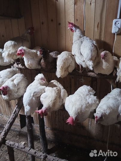 Куры несушки