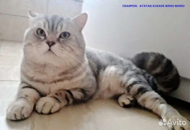 Шотландские прямоухий кот на вязку