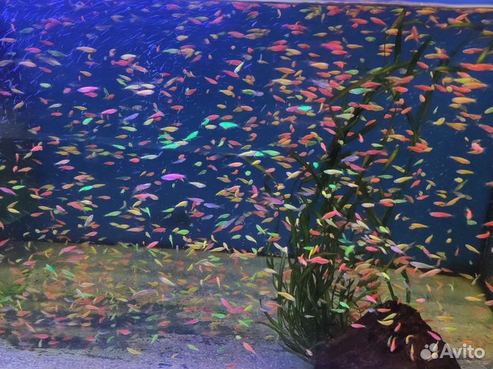 Рыба данио гло