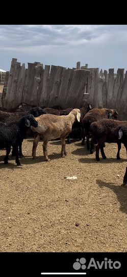 Овцы гиссарской породы