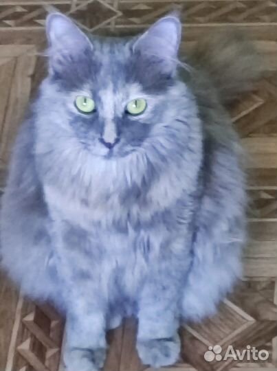 Кошки в добрые руки