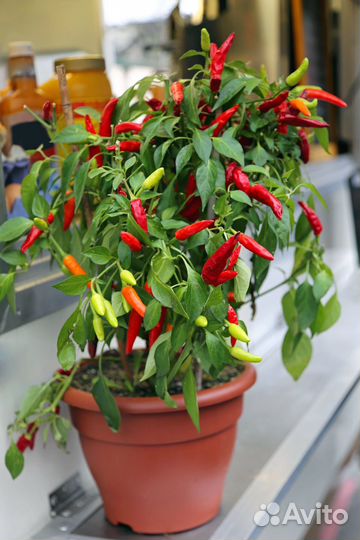 Перец острый Невеста Рассада