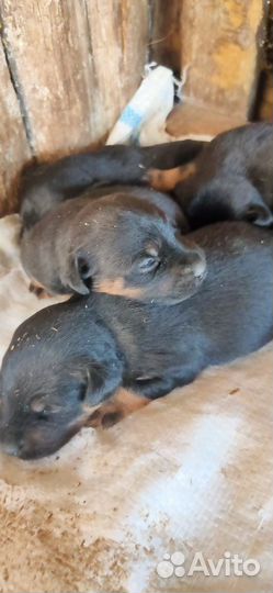 Щенки Ягдтерьера