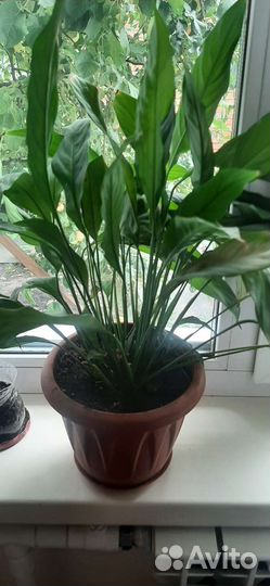 Спатифиллиум