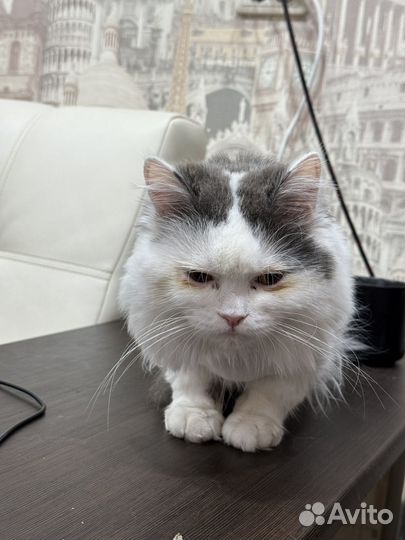 Отдам кота в добрые руки