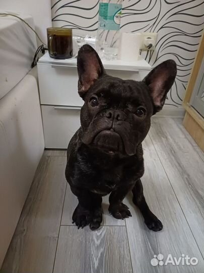 Французский бульдог кабель вязка