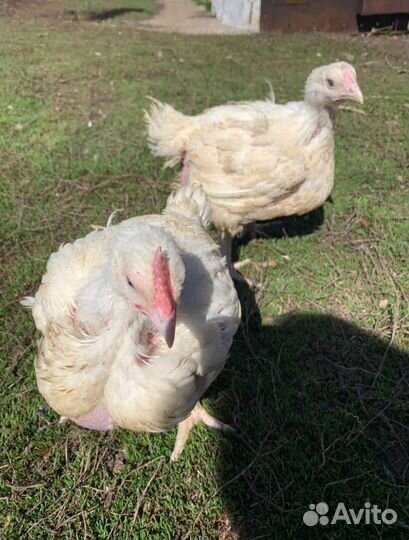 Цыплята бройлеры