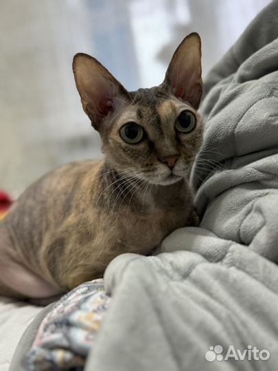 Девон-рекс кошка