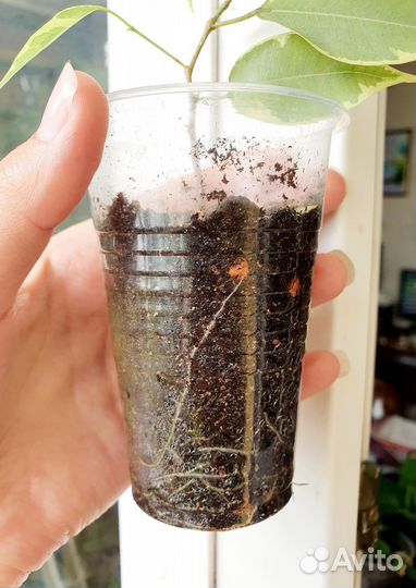 Фикус Бенджамина