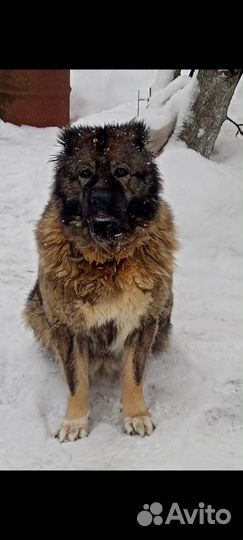 Собачья шерсть