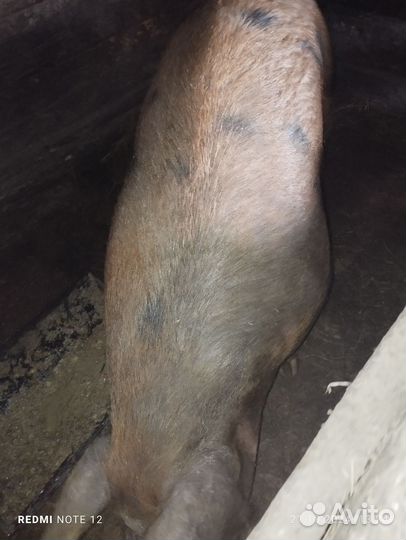 Свиноматка