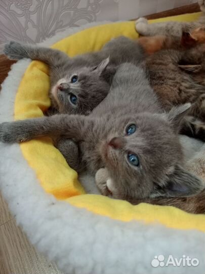 Шотландские котята