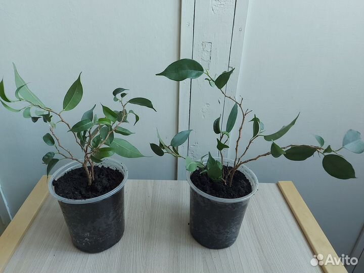 Фикус бенджамина Наташа, Бафт (пестролистный)