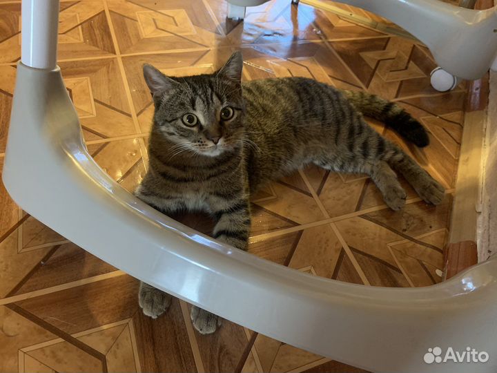 Отдам кота в добрые руки