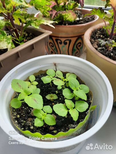 Сортовые колеусы,желтый пион,комнатные цветы