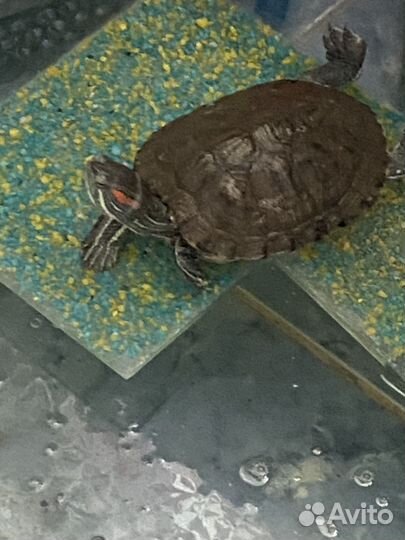 Черепаха с аквариумом