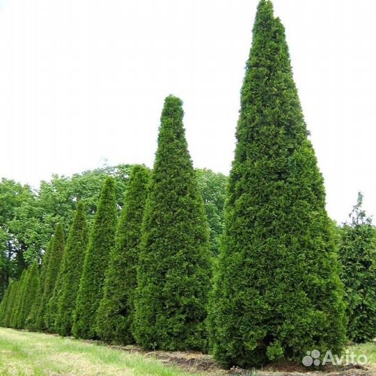 Туя разные виды, морозостойкие, семена