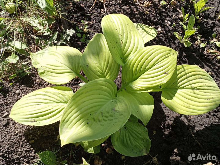 Хоста растение