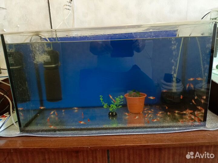 Аквариумы 4 шт, фильтра, компрессора, меченосцы