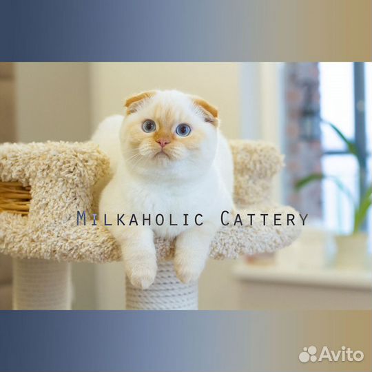 Скоттиши высшей лиги