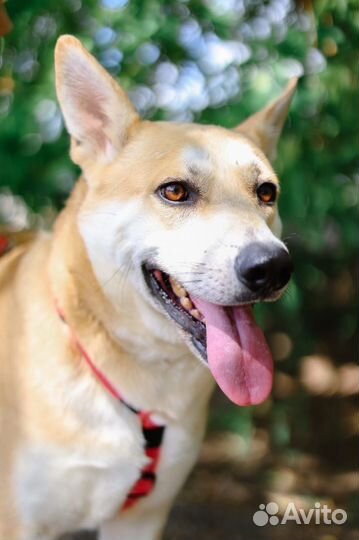 Хочется чтобы у Лиса была своя семья