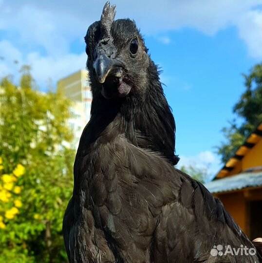 Куры Ухейилюй