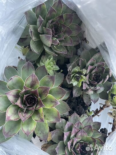 Суккулент золотой ус Хлорофитум сансеви декабрист