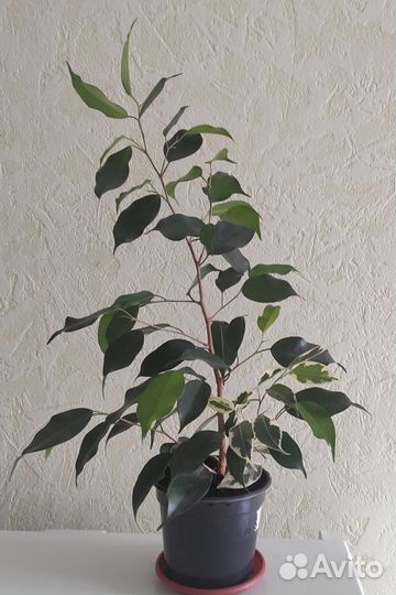 Фикусы бенджамина