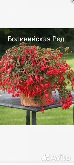 Ампельная бегония беллекония, бегония вечноцветущ