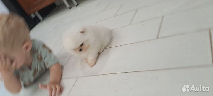 Мини девочка померанского шпица