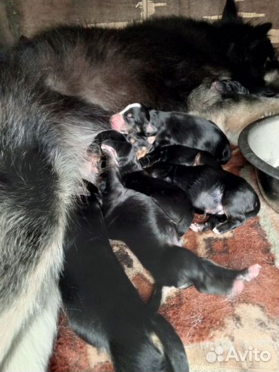 Щенки в добрые руки