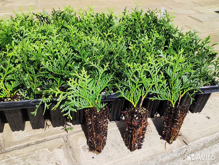 Туя восточная