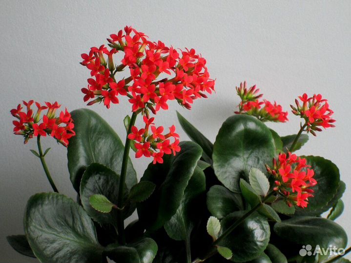 Каланхоэ блоссфельда