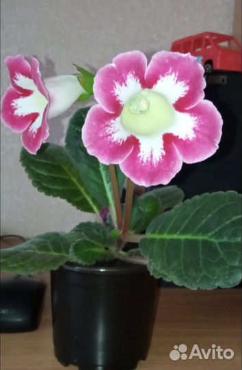 Глоксинии семена