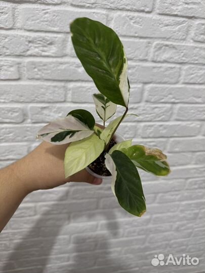 Калатея вайт фьюжн