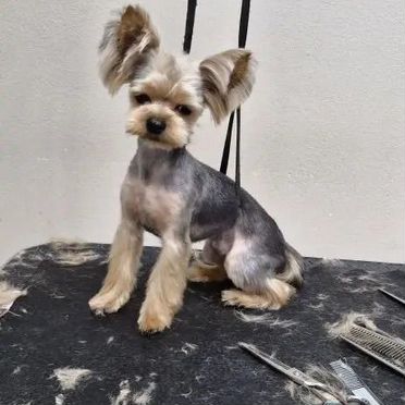 Йоркширский терьер, щенок