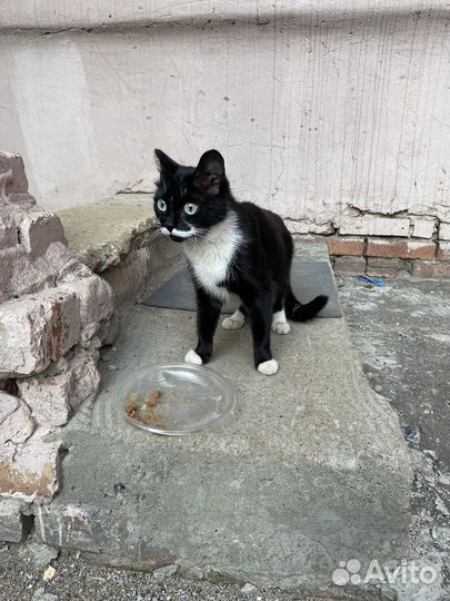 Котенок девочка