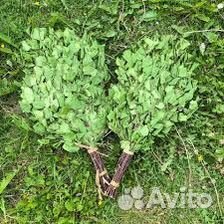 Веники для бани