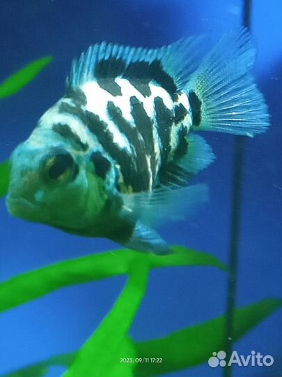 Сапфировый попугай Панда