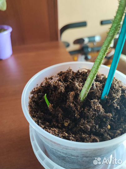 Филодендрон камуфляж, Филодендрон веррукозум