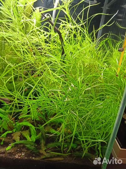 Погостемоно октопус