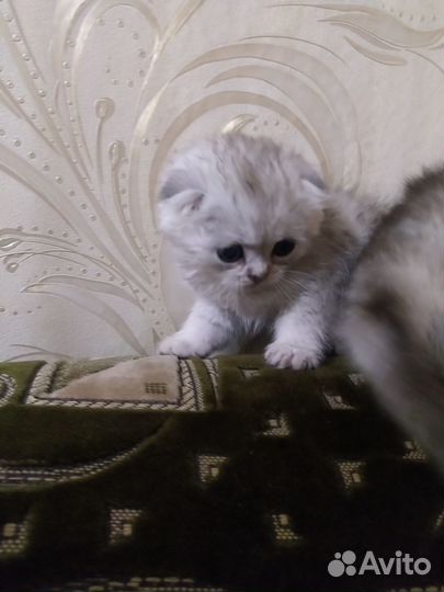 Шотландские котята